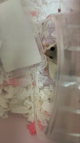 Carousel Image