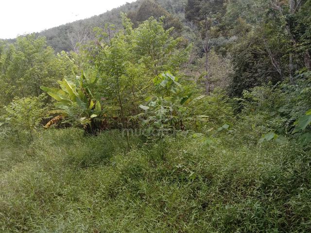 Perak Kuala Kangsar Agricultural Freehold Land For Sale 1