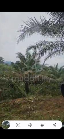 Ladang kelapa sawit good roi 100 tan ++ permonth with bautiful river 4