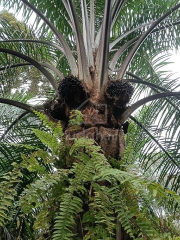 KELAPA SAWIT 6 EKAR UNTUK DIJUAL-Hulu Terengganu 1