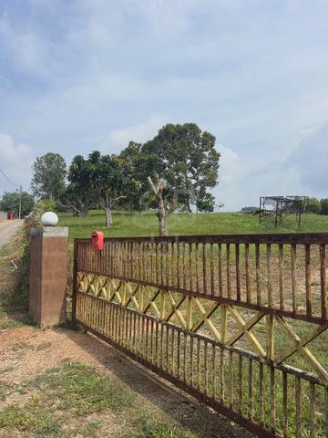 2 Acres Well Maintained Non Bumi Fruits Farm At Lendu 1