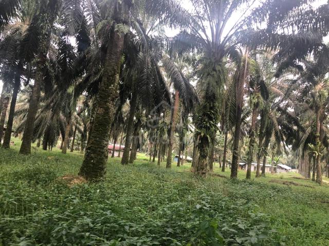 JAWI Oil Palm Land for sale 3