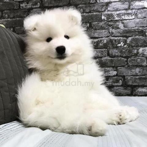 Samoyed rehome best sale