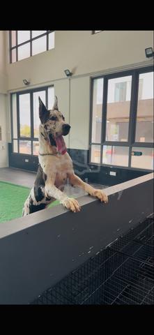 Great Dane - photo 2 of 3
