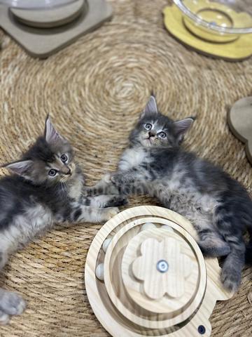 Mainecoon Kitten - photo 3 of 3