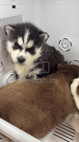 Carousel Image Selected