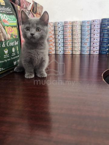 British shorthair munchkin female  - photo 2 of 2