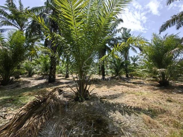 100 Acres Freehold New Planted Oil Palm Kemayan Teriang 1