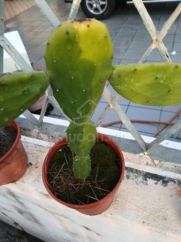 Carousel Image Selected