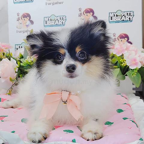 Happy Face Mini Pomeranian Puppy Dog @yu.065 - Pets For Sale In Puchong 