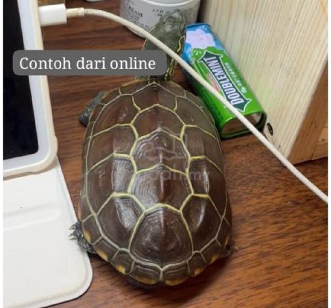 Carousel Image