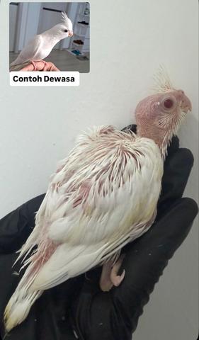 Anak Suap cockatiel - photo 2 of 6