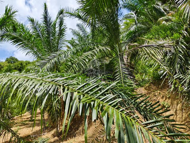 Tanah Kebun 1