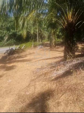 Existing Palm Oil // Daerah Rembau // Linggi // 10 Arce 3