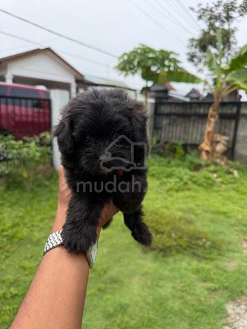 poodle - photo 3 of 3