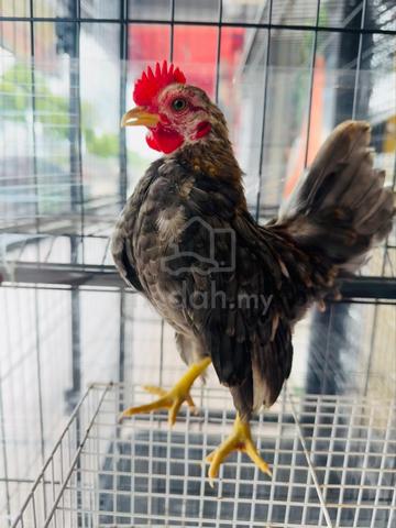 Ayam Serama rinting mini A - photo 5 of 6