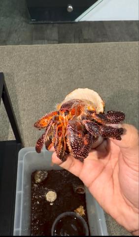 hermit crab - photo 3 of 3