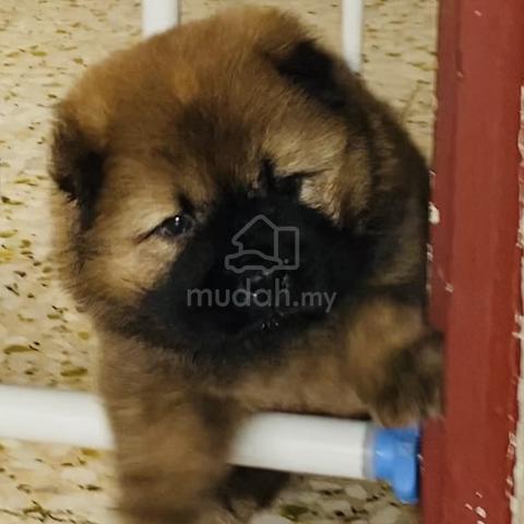 Chow chow puppies for sale olx best sale