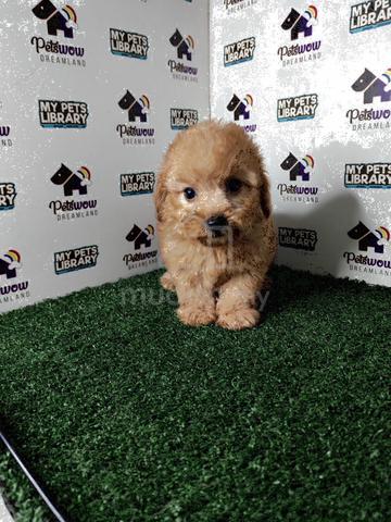 Carousel Image