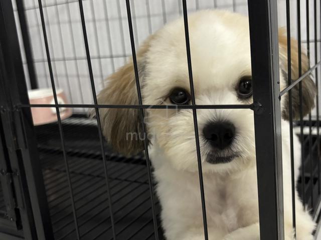 Male Shih Tzu 🐶 - photo 4 of 4
