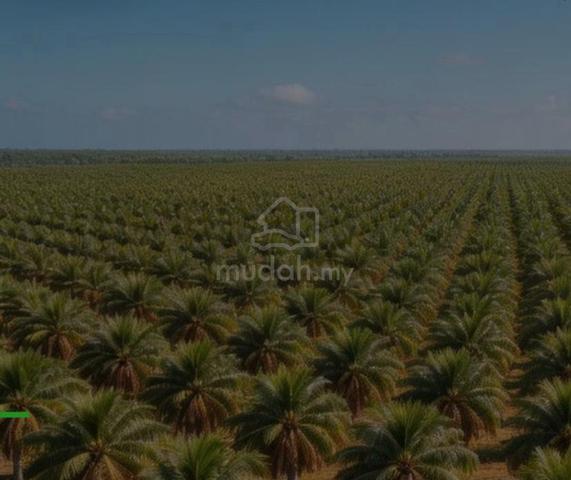 Oil Palm Plantation for Sale Ladang Shamu, Jelai, Perak 1
