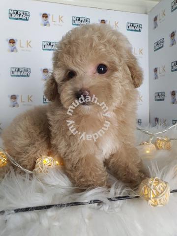 champagne toy poodle for sale