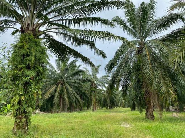 Tanah 1.8 Ekar  – Port Terbaik Kebun & Penternakan Telok Panglima 1