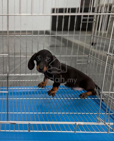 Male Dachshund puppy - photo 6 of 6