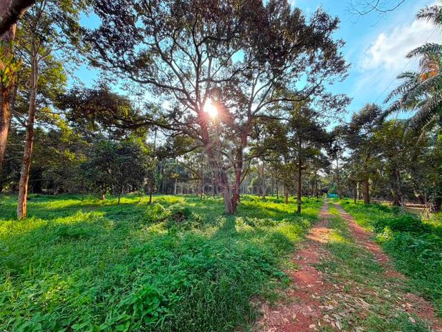 Pontian Parit Sikom 3.78 Acres Durian Farm Hard Soil Freehold 1