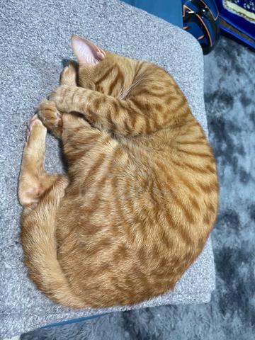 Carousel Image