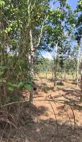 tanah kebun untuk dijual 1