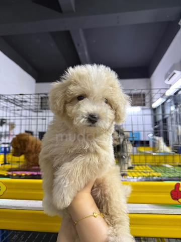 Maltipoo  - photo 4 of 4