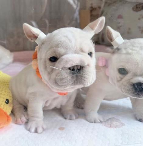 FRENCH BULLDOG PUPPIES VIP841🌻 Boy-Girl Cream - photo 2 of 3