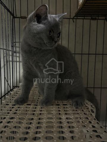 Carousel Image