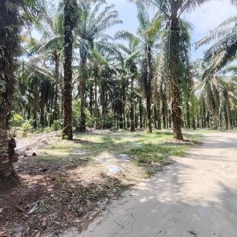 5.9 Acres Agriculture Zoning Light Industrial Land Pekan Nanas Johor 1