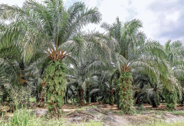 PELABURAN UNTUNG LADANG SAWIT 247.1 ekar Kuala Pilah, Negeri  Sembilan 3