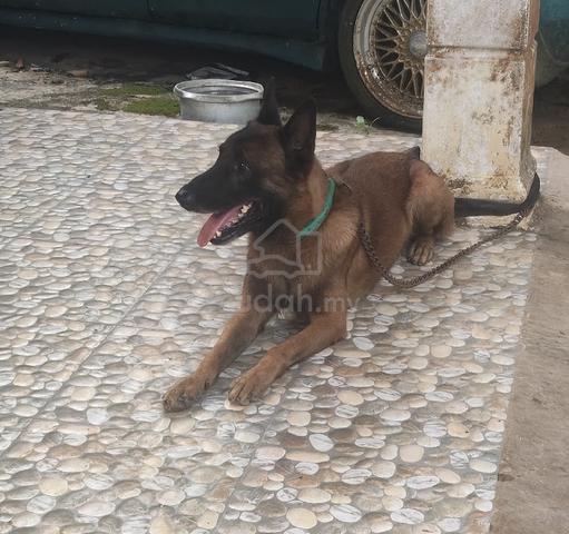 Belgian shepherd malinois  - photo 2 of 3