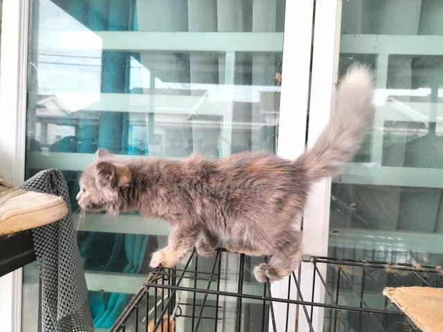 Anak Kucing 4 Bulan - photo 4 of 6