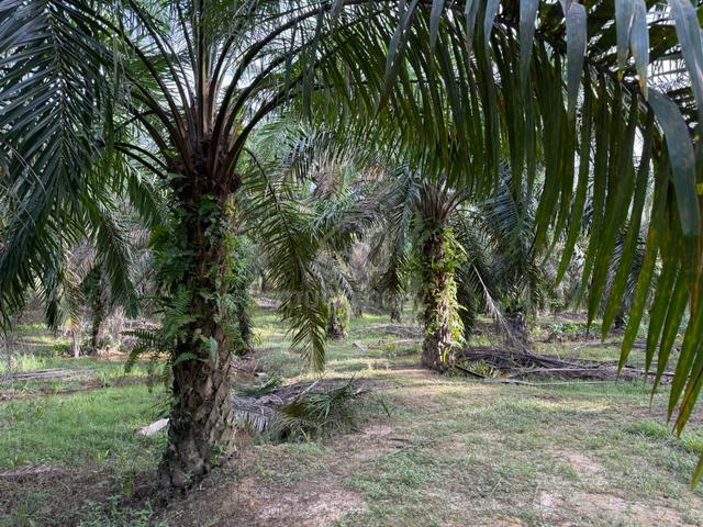 Kebun sawit untuk dijual. 1
