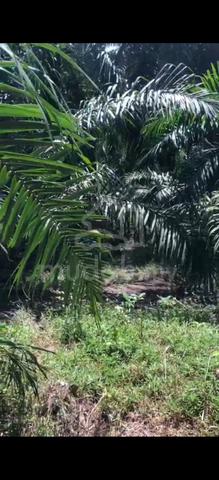 Jeram Agriculture Land For Sale 1