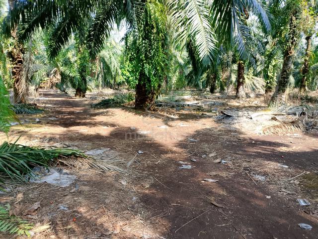Tanah Kelapa Sawit 2 ekar Sungai Belangkan Sepang Selangor 1