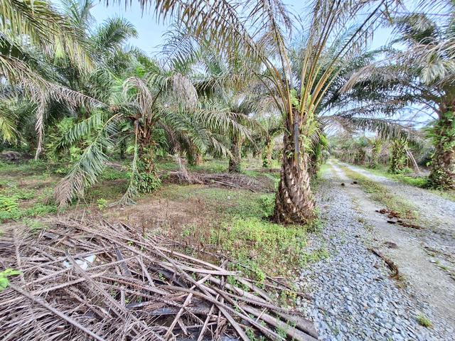 Direct Owner 3.5 Ekar Tanah Mersing Johor 5