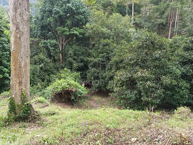 Tanah Dusun Di Mukim Kurong Batang, Kangar, Perlis 1
