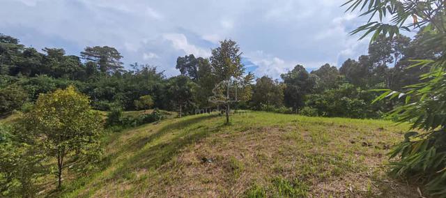 HILL LAND @ SIN SAN TU | DURIAN ORCHARD + RESORT LAND For Sale 1