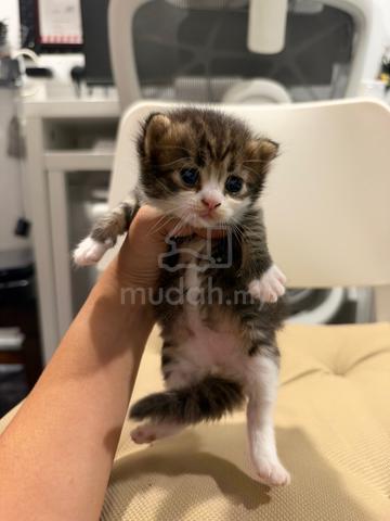 Kitten For Sale - Golden Shaded Mix Maine Coon - photo 3 of 3