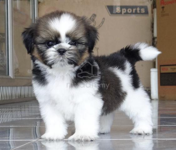 Carousel Image Selected