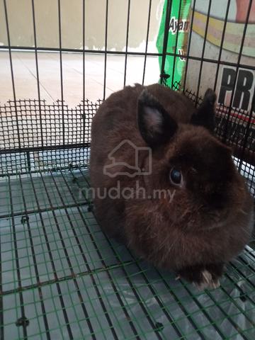 Purebred Netherland Dwarf Rabbit (pets only) - Pets for sale in Gombak ...