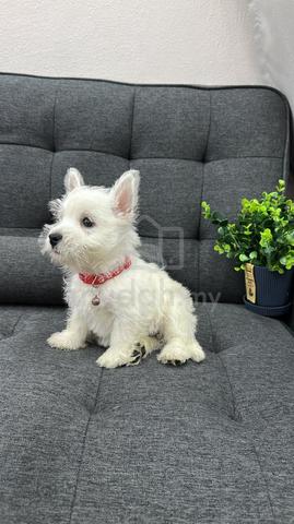 西高地女
Westie
Female
F-4
Dob : 20-08-26 - photo 4 of 4