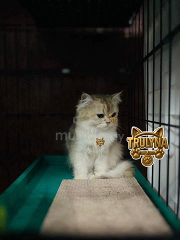 Carousel Image Selected
