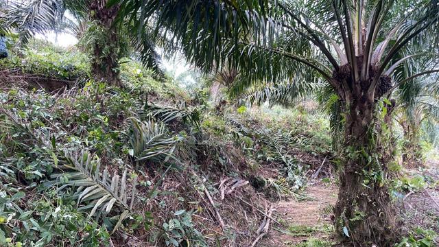 3 Land For Sale At Rasa 1